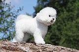 BICHON FRISE 420